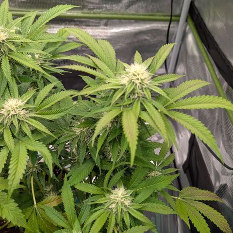 North Thunderfuck growlog timeline photo