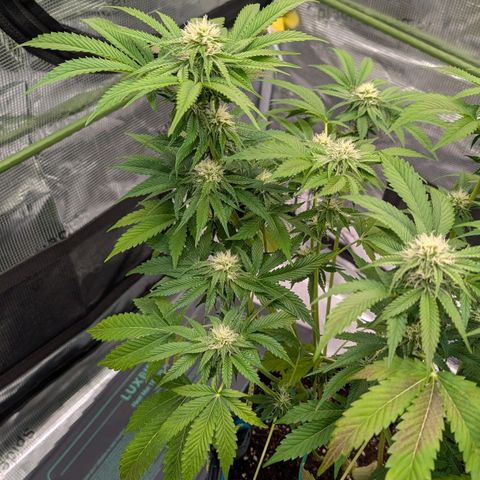 North Thunderfuck growlog timeline photo