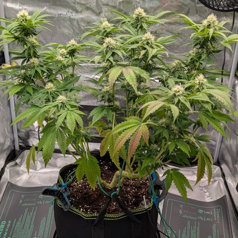 North Thunderfuck growlog timeline photo