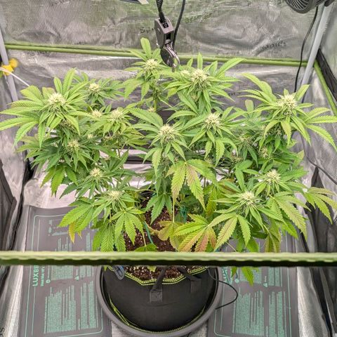 North Thunderfuck growlog timeline photo