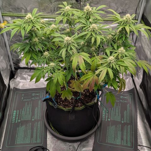 North Thunderfuck growlog timeline photo