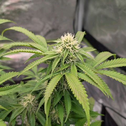 North Thunderfuck growlog timeline photo