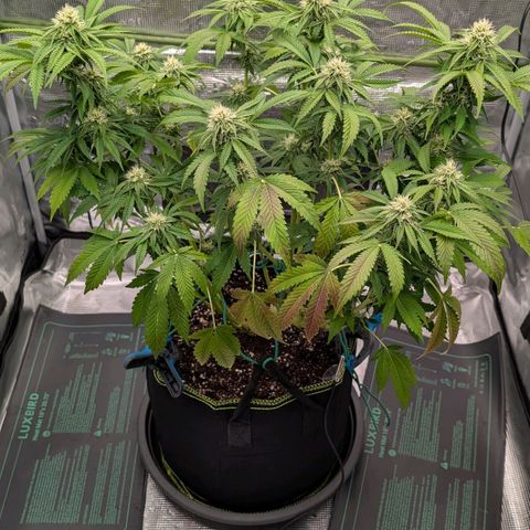 North Thunderfuck growlog timeline photo