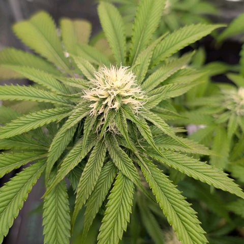 North Thunderfuck growlog timeline photo