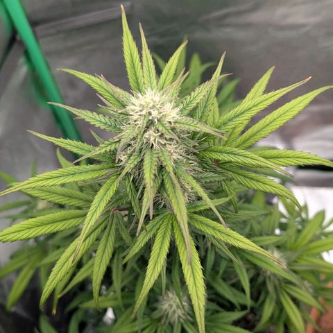 Northern Gaint growlog timeline photo