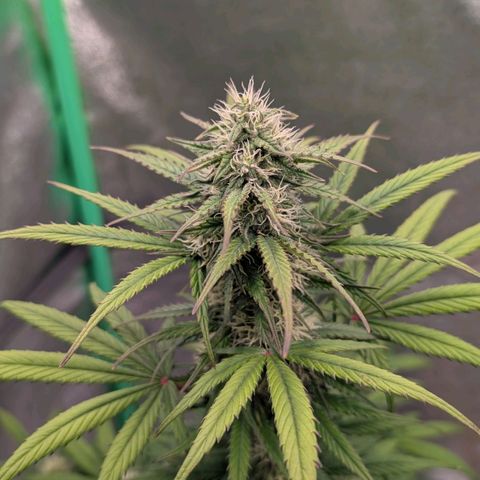 Northern Gaint growlog timeline photo