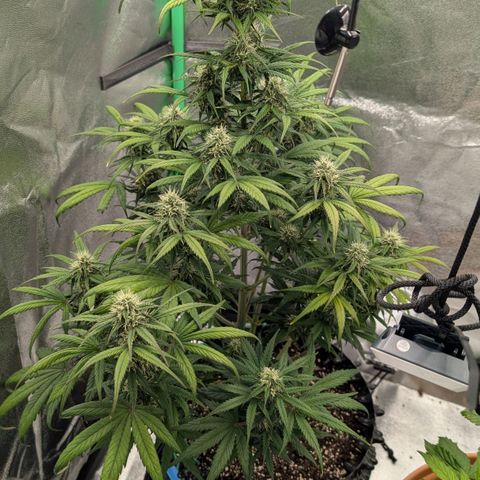 Northern Gaint growlog timeline photo
