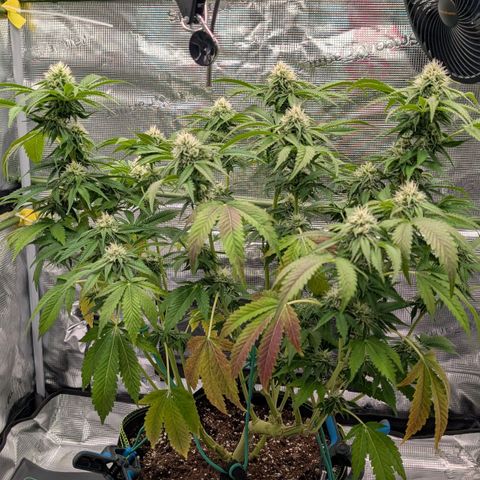 North Thunderfuck growlog timeline photo