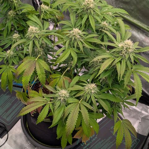 North Thunderfuck growlog timeline photo