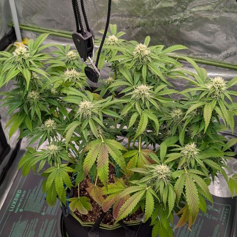 North Thunderfuck growlog timeline photo