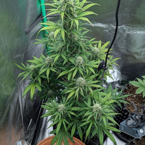 Northern Gaint growlog timeline photo