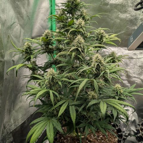 Northern Gaint growlog timeline photo