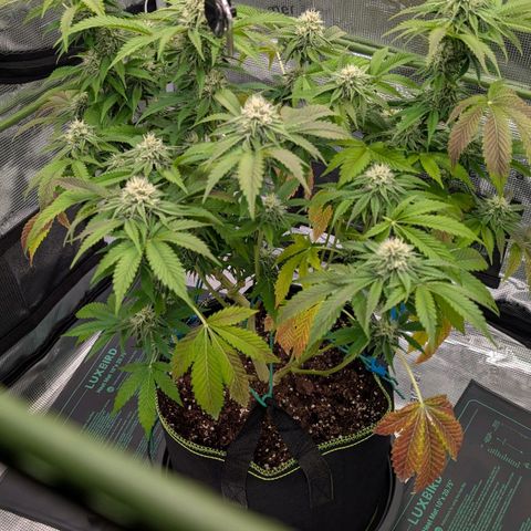 North Thunderfuck growlog timeline photo