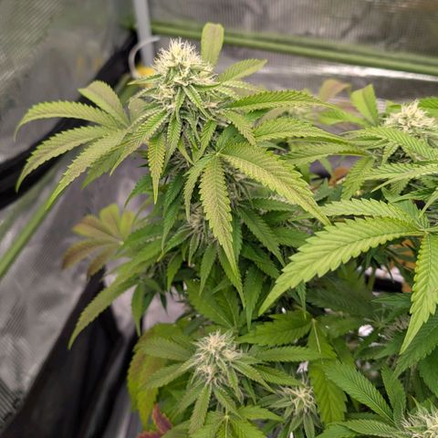 North Thunderfuck growlog timeline photo