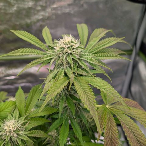 North Thunderfuck growlog timeline photo