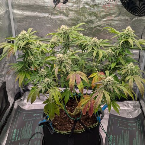 North Thunderfuck growlog timeline photo