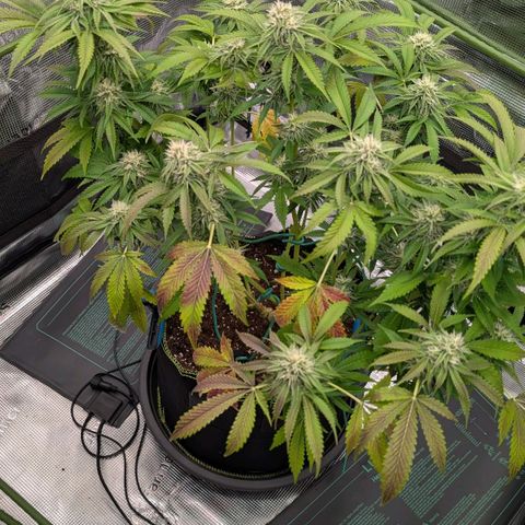 North Thunderfuck growlog timeline photo