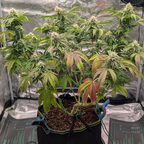 North Thunderfuck growlog timeline photo