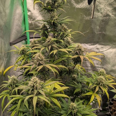 Northern Gaint growlog timeline photo