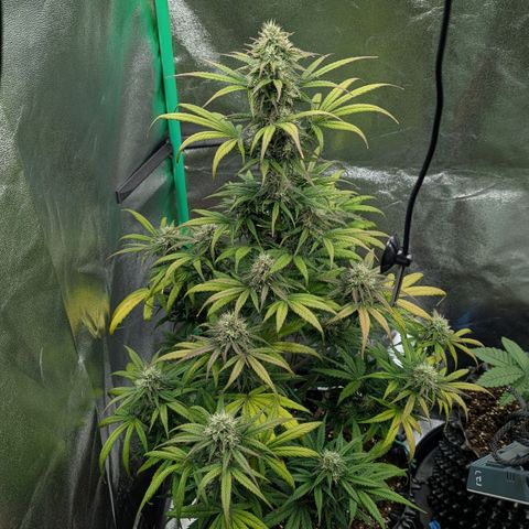 Northern Gaint growlog timeline photo