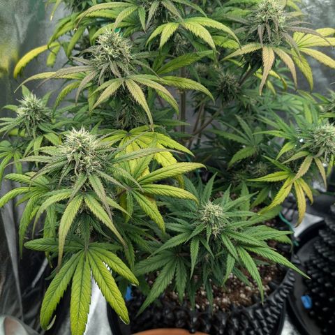 Northern Gaint growlog timeline photo