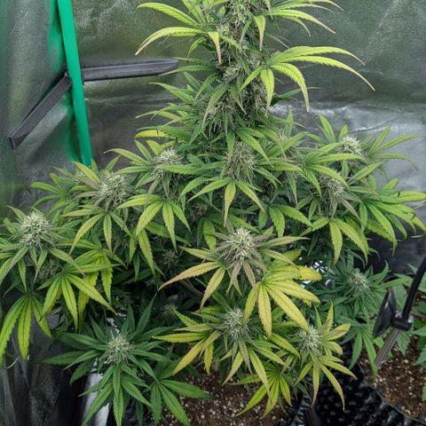 Northern Gaint growlog timeline photo