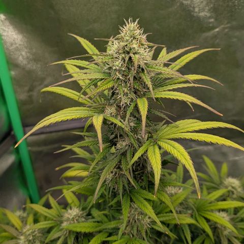 Northern Gaint growlog timeline photo