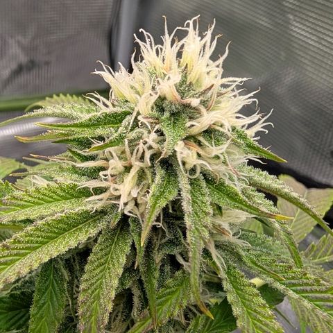 North Thunderfuck growlog timeline photo