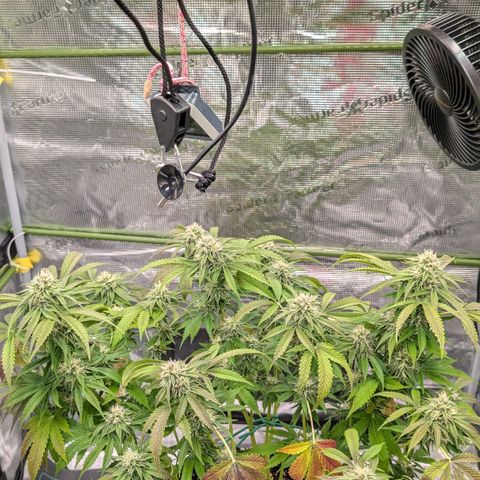 North Thunderfuck growlog timeline photo