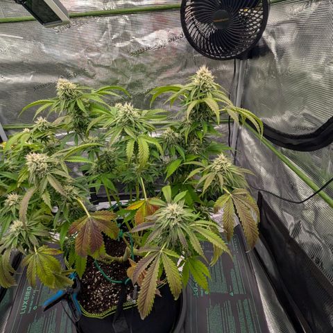 North Thunderfuck growlog timeline photo