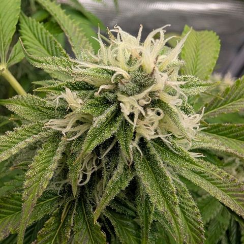 North Thunderfuck growlog timeline photo