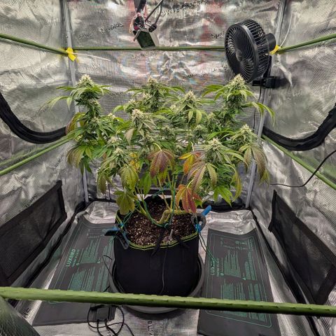 North Thunderfuck growlog timeline photo