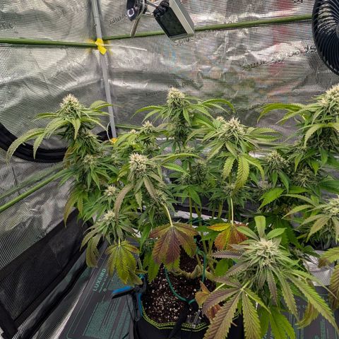 North Thunderfuck growlog timeline photo