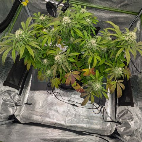 North Thunderfuck growlog timeline photo