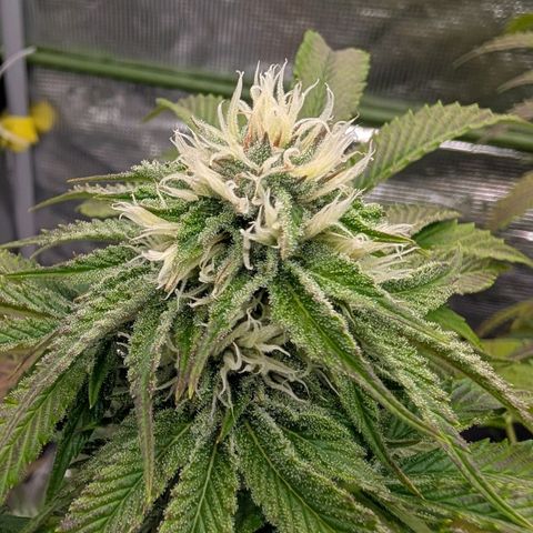 North Thunderfuck growlog timeline photo