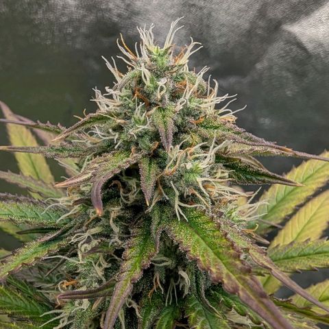 Northern Gaint growlog timeline photo