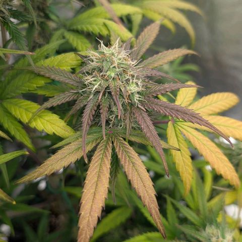 Northern Gaint growlog timeline photo