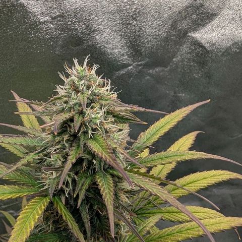 Northern Gaint growlog timeline photo