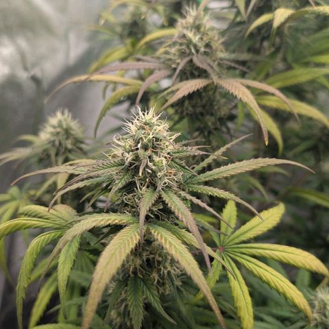 Northern Gaint growlog timeline photo