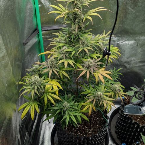 Northern Gaint growlog timeline photo