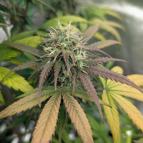 Northern Gaint growlog timeline photo