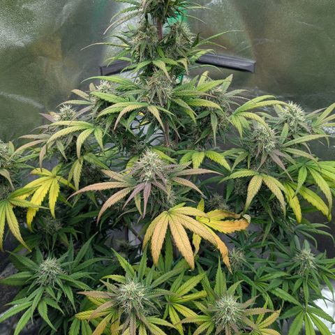 Northern Gaint growlog timeline photo