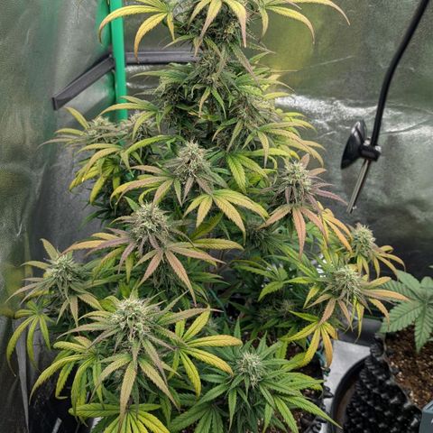 Northern Gaint growlog timeline photo