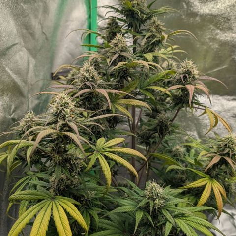 Northern Gaint growlog timeline photo