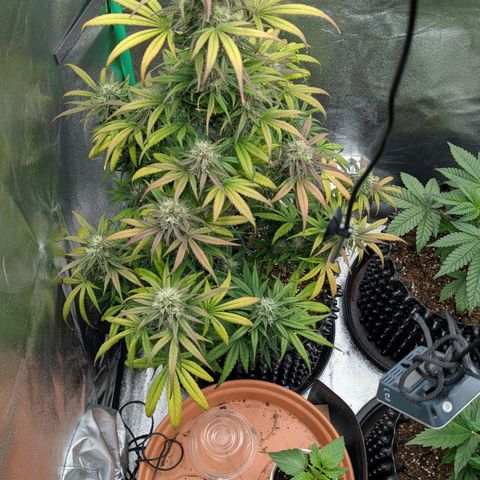 Northern Gaint growlog timeline photo