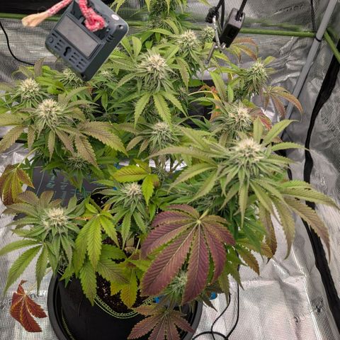 North Thunderfuck growlog timeline photo