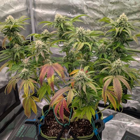 North Thunderfuck growlog timeline photo