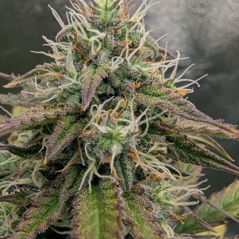 Northern Gaint growlog timeline photo