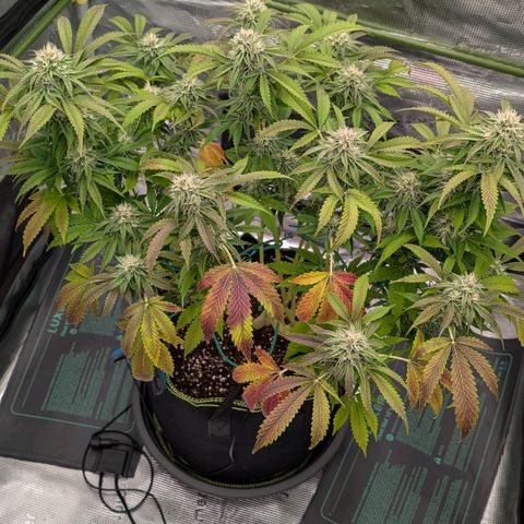 North Thunderfuck growlog timeline photo