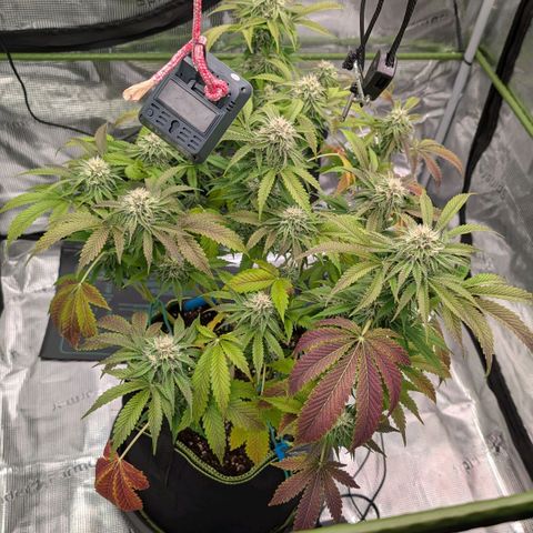 North Thunderfuck growlog timeline photo